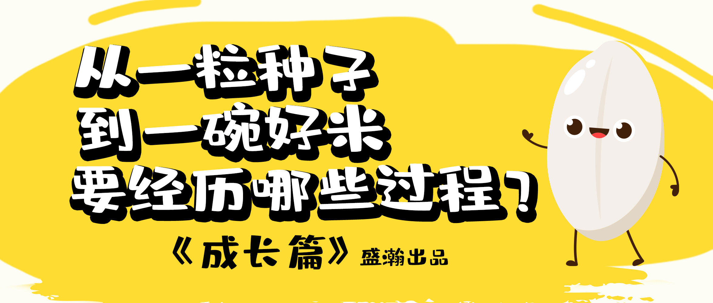 大米的一生-成長(zhǎng)篇 | 從一粒種子到一碗好米要經(jīng)歷哪些過(guò)程？